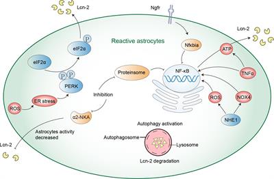 The interaction of lipocalin-2 and astrocytes in neuroinflammation: mechanisms and therapeutic application